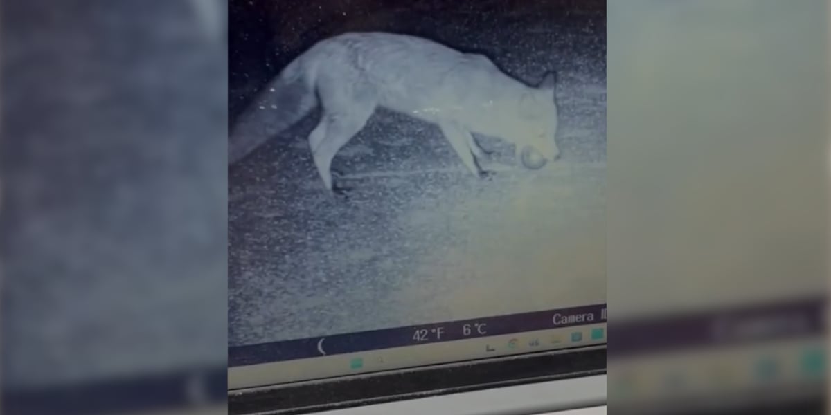 Insolite : un renard filmé par une caméra de surveillance a volé dix ...