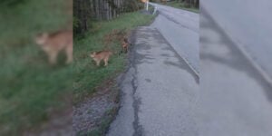 renard vs chats