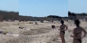 sanglier plage hyere