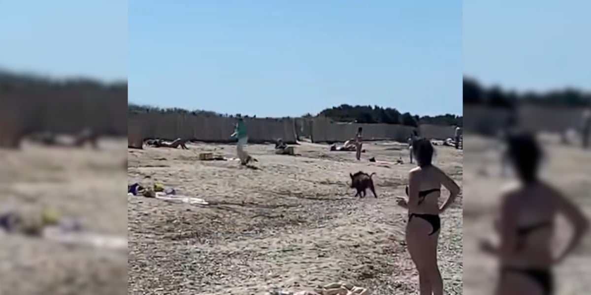 sanglier plage hyere