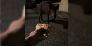 sanglier tacos