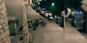sangliers vs poubelles