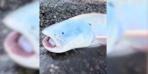 silure albinos