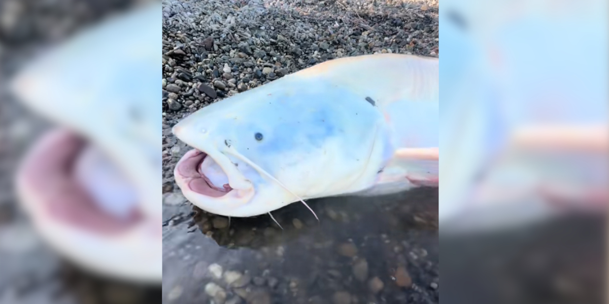 silure albinos