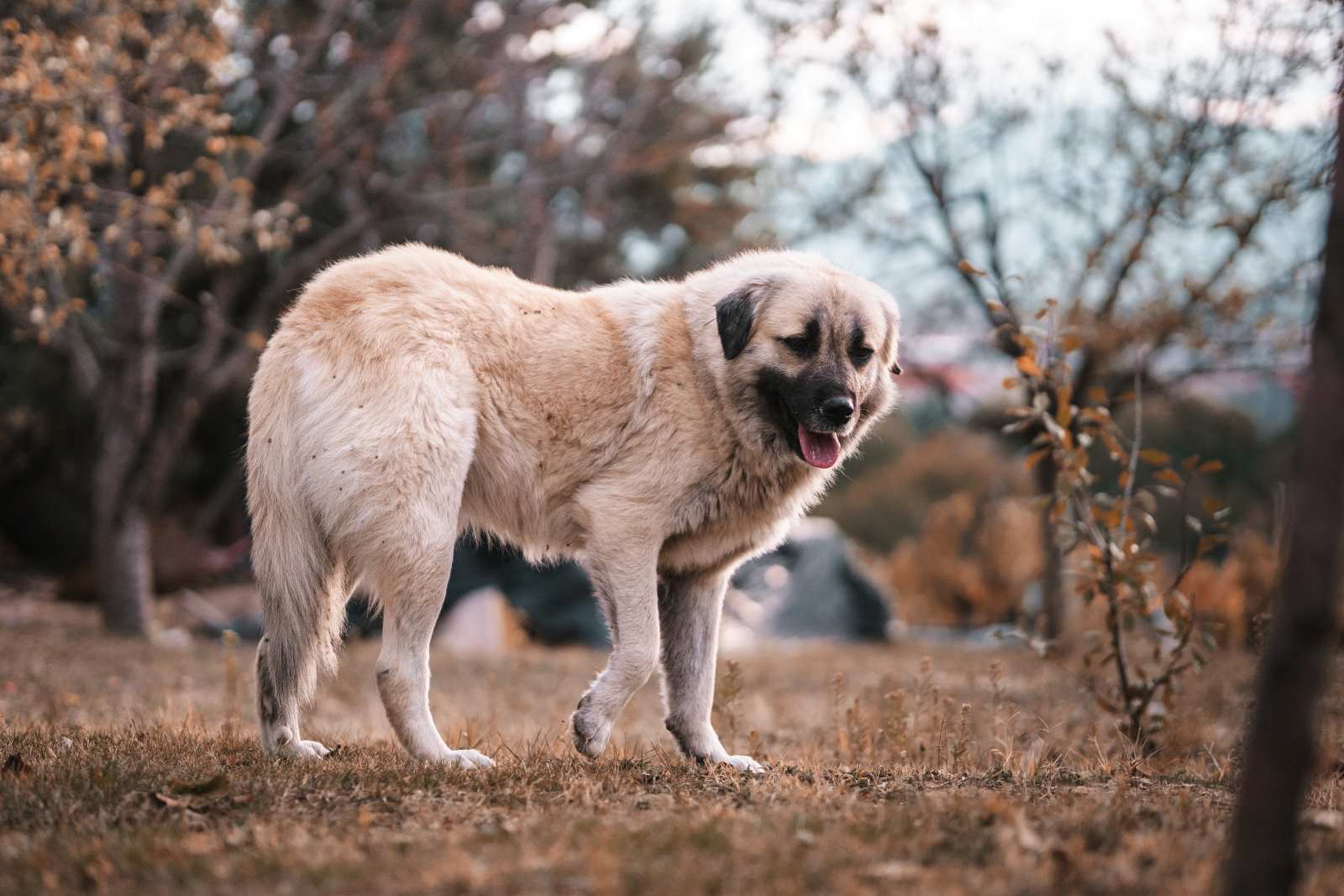 Vacances d&rsquo;été et chiens de protection, vers une saison compliquée ?