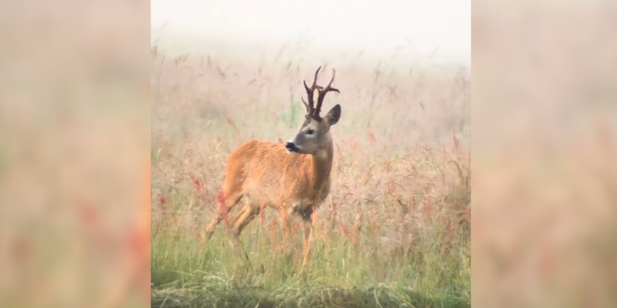 [Vidéo] Un brocard magnifique croisé dans la plaine