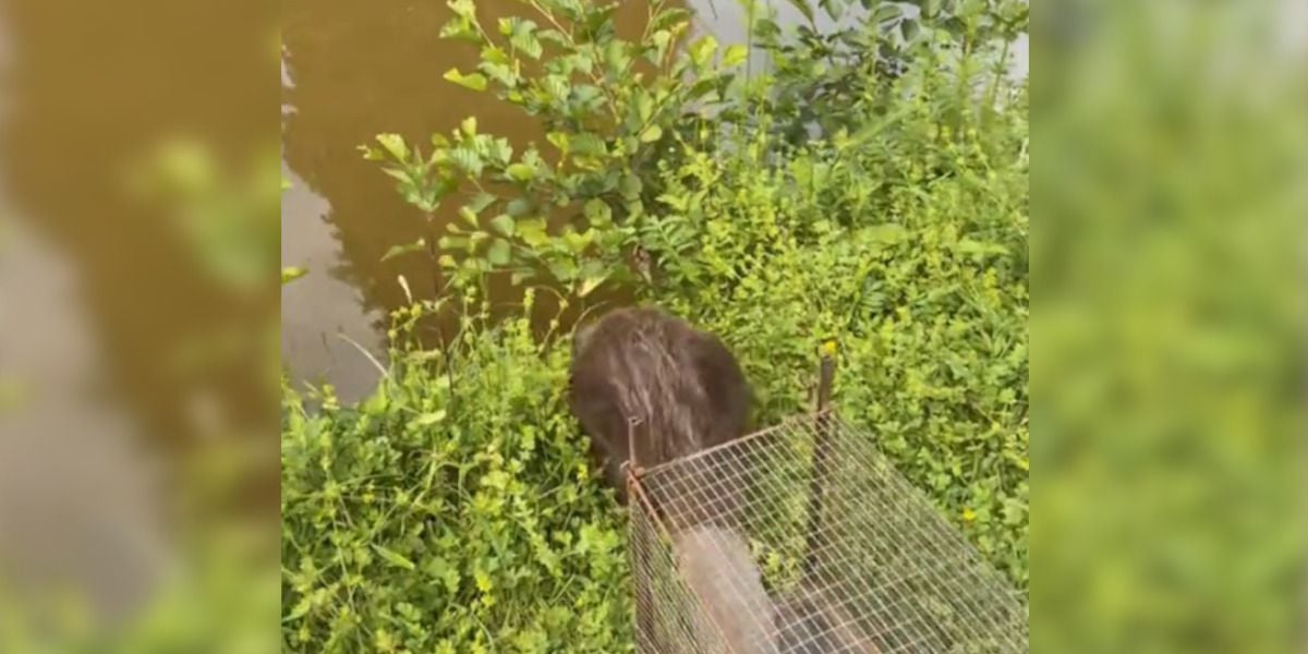 [Vidéo] Une étonnante rencontre : un castor relâché par un piégeur