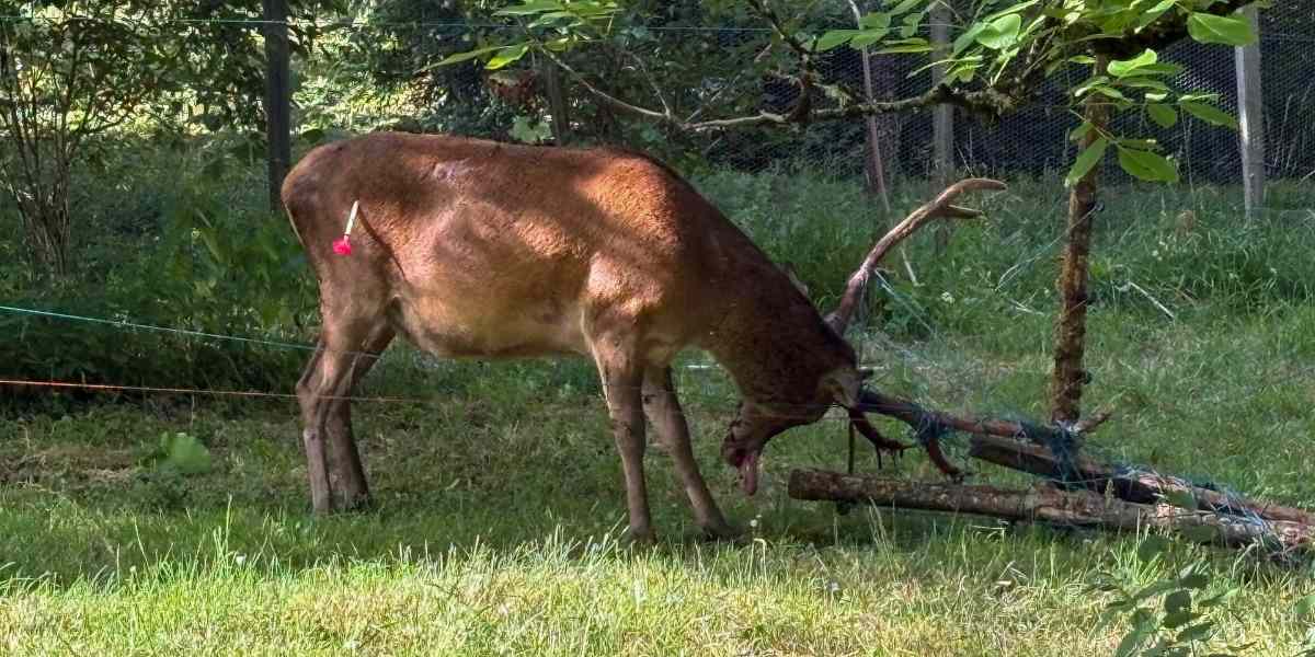 Un cerf prisonnier d&rsquo;une clôture sauvé par les pompiers en Dordogne