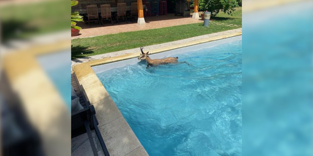 Les pompiers appelés pour un chamois tombé dans une piscine à Chalon-sur-Saône