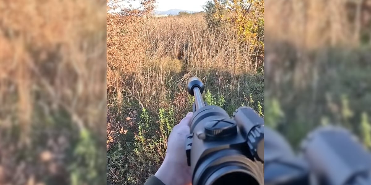 [Vidéo] Un sanglier qui n&rsquo;aura pas le temps de charger le chasseur