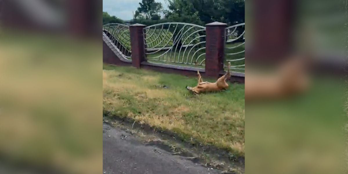 [Vidéo] Un chevreuil s&rsquo;assomme presque dans une clôture en fuyant une moto