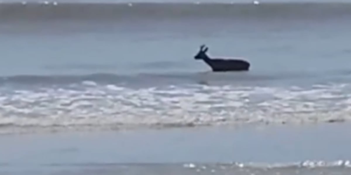 [Vidéo] Un chevreuil filmé en pleine baignade dans la baie du Mont Saint-Michel