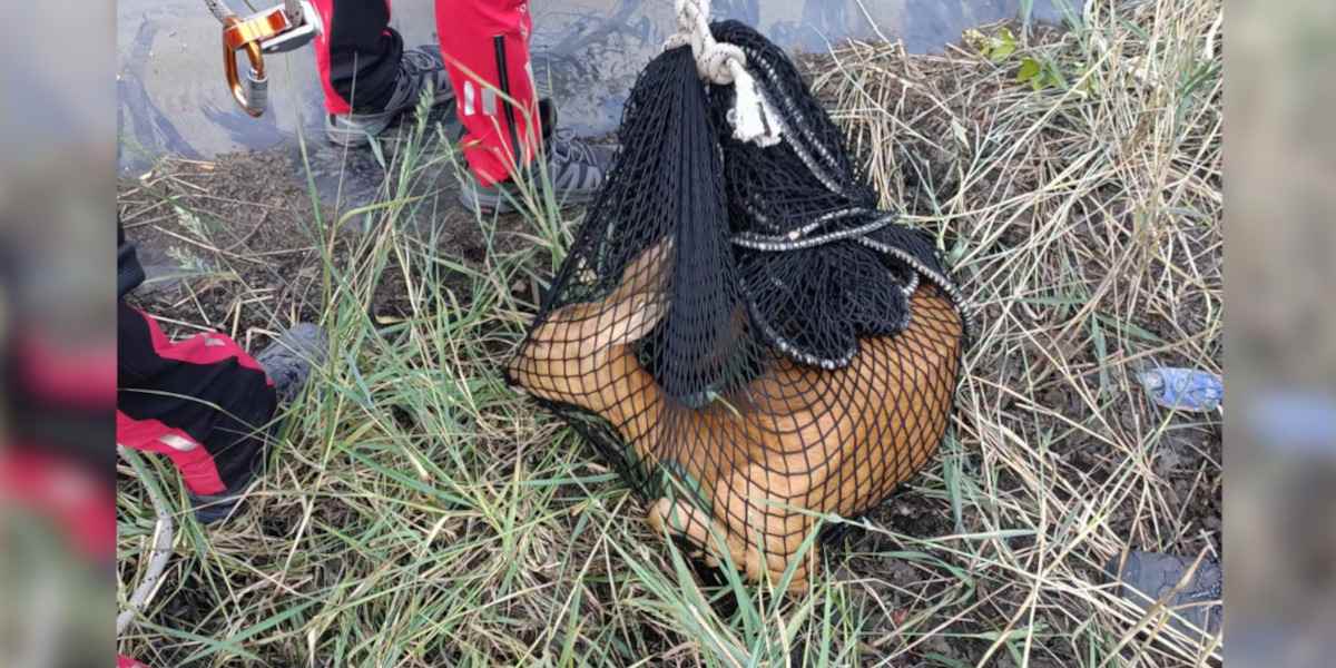 Oise : un chevreuil échappe de peu à la noyade grâce aux pompiers