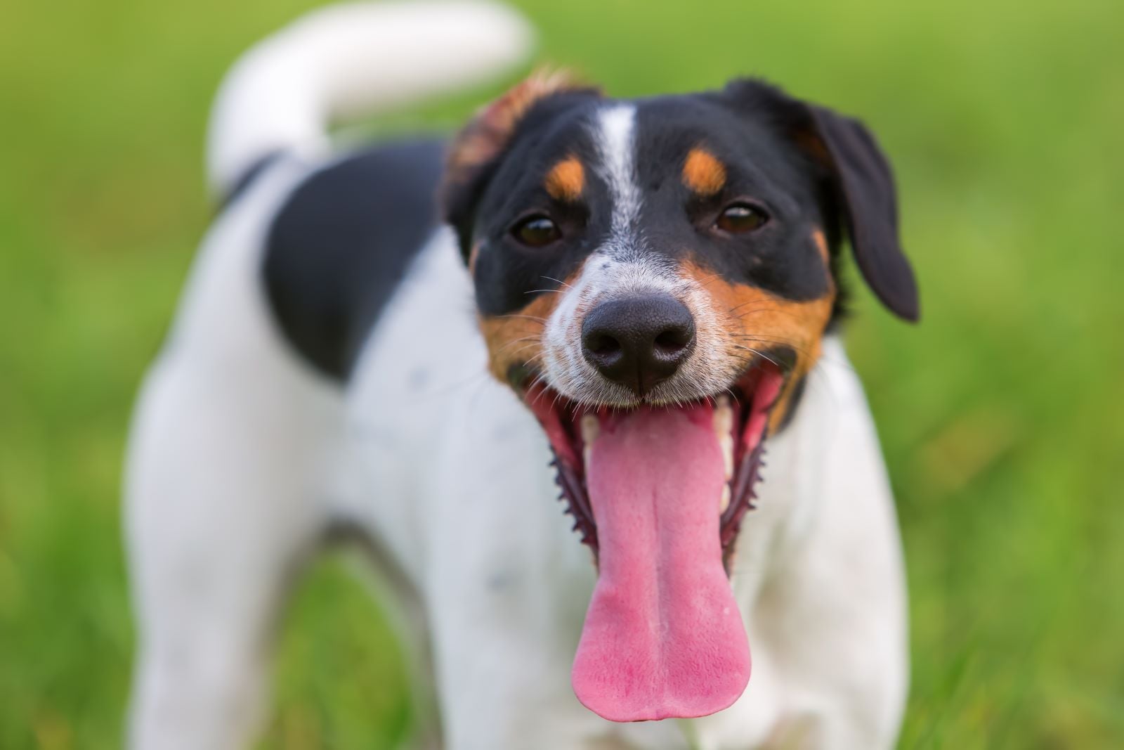 Pourquoi les chiens halètent-ils ?