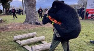 En Nouvelle-Zélande, les concours de chasse au sanglier attirent des centaines de participants