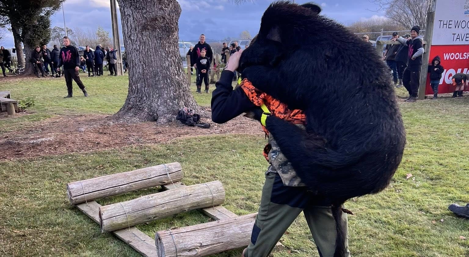 En Nouvelle-Zélande, les concours de chasse au sanglier attirent des centaines de participants