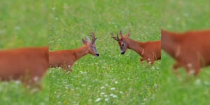 danse des brocards