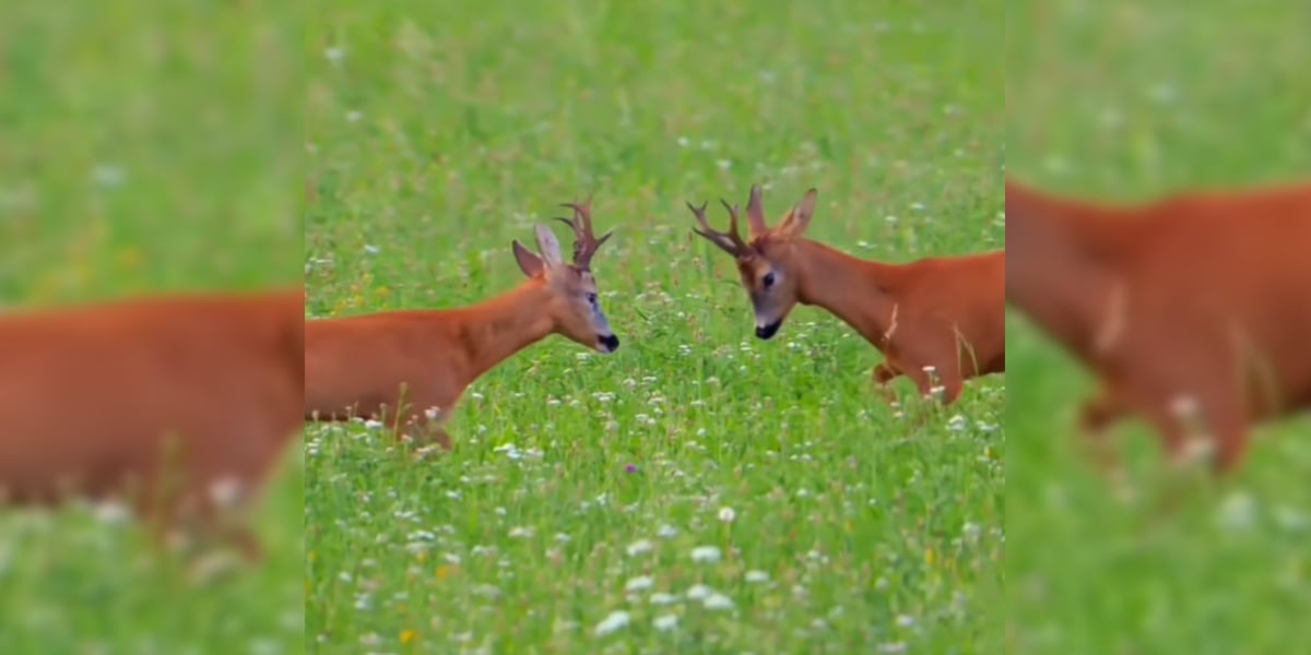 [Vidéo] La danse des brocards qui s&rsquo;affrontent à la belle saison