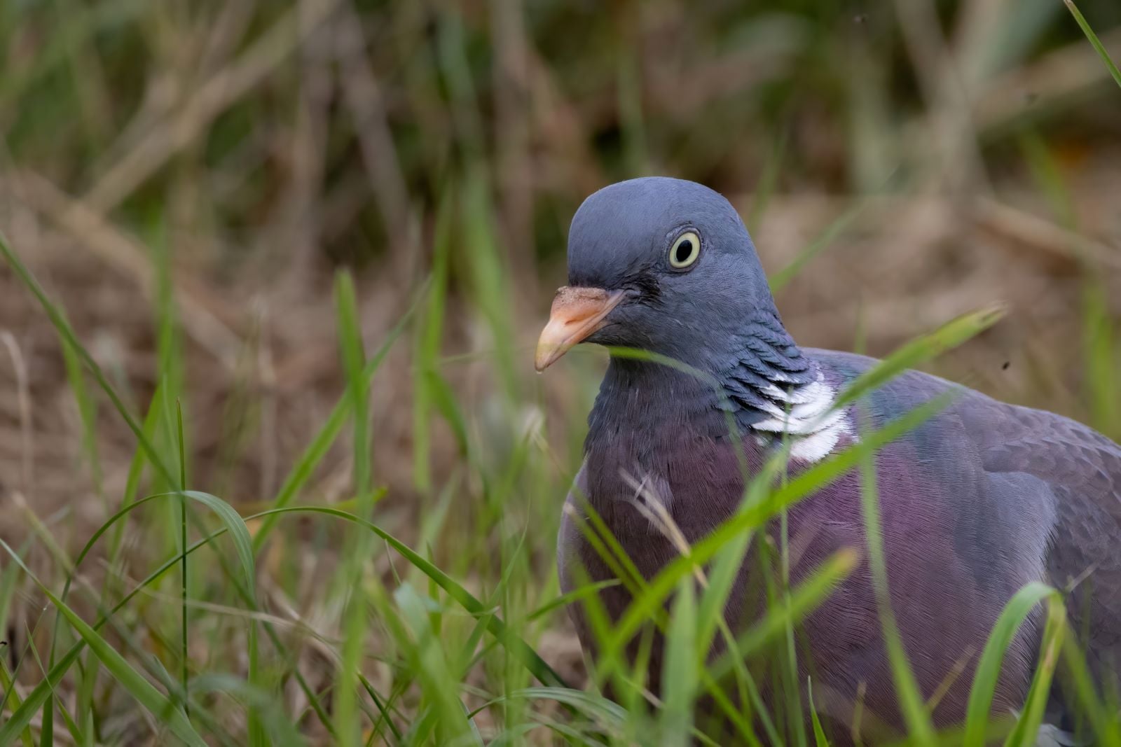 Quelle est la durée de vie d’un pigeon ramier ?