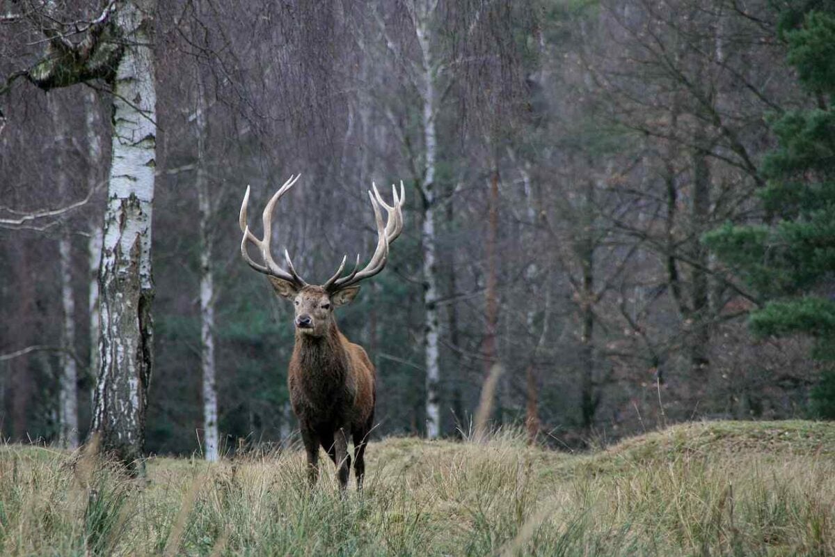 L&rsquo;OFB et la FNC réunis à Paris pour échanger sur l&rsquo;équilibre entre forêts et grands ongulés