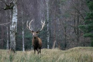 cerfs ICE