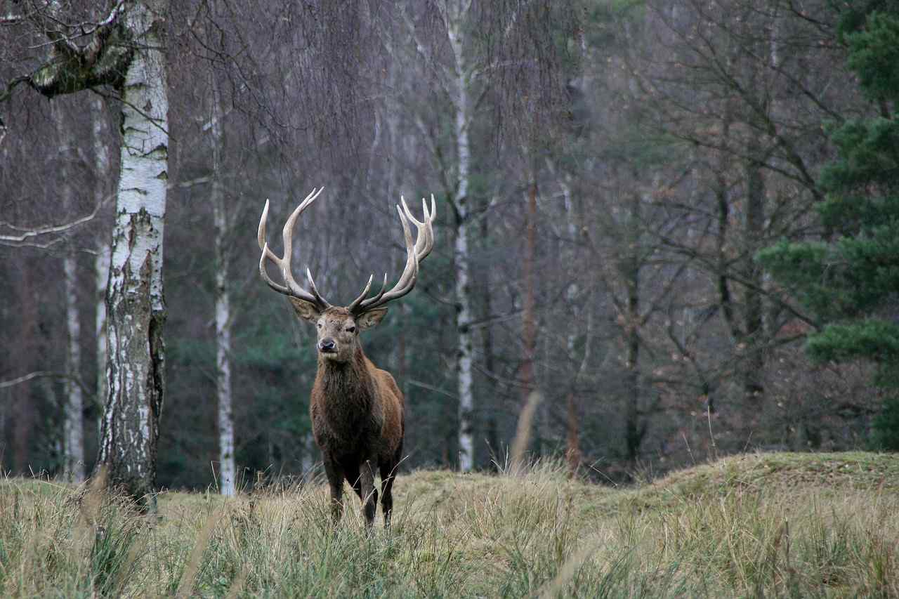 L&rsquo;OFB et la FNC réunis à Paris pour échanger sur l&rsquo;équilibre entre forêts et grands ongulés