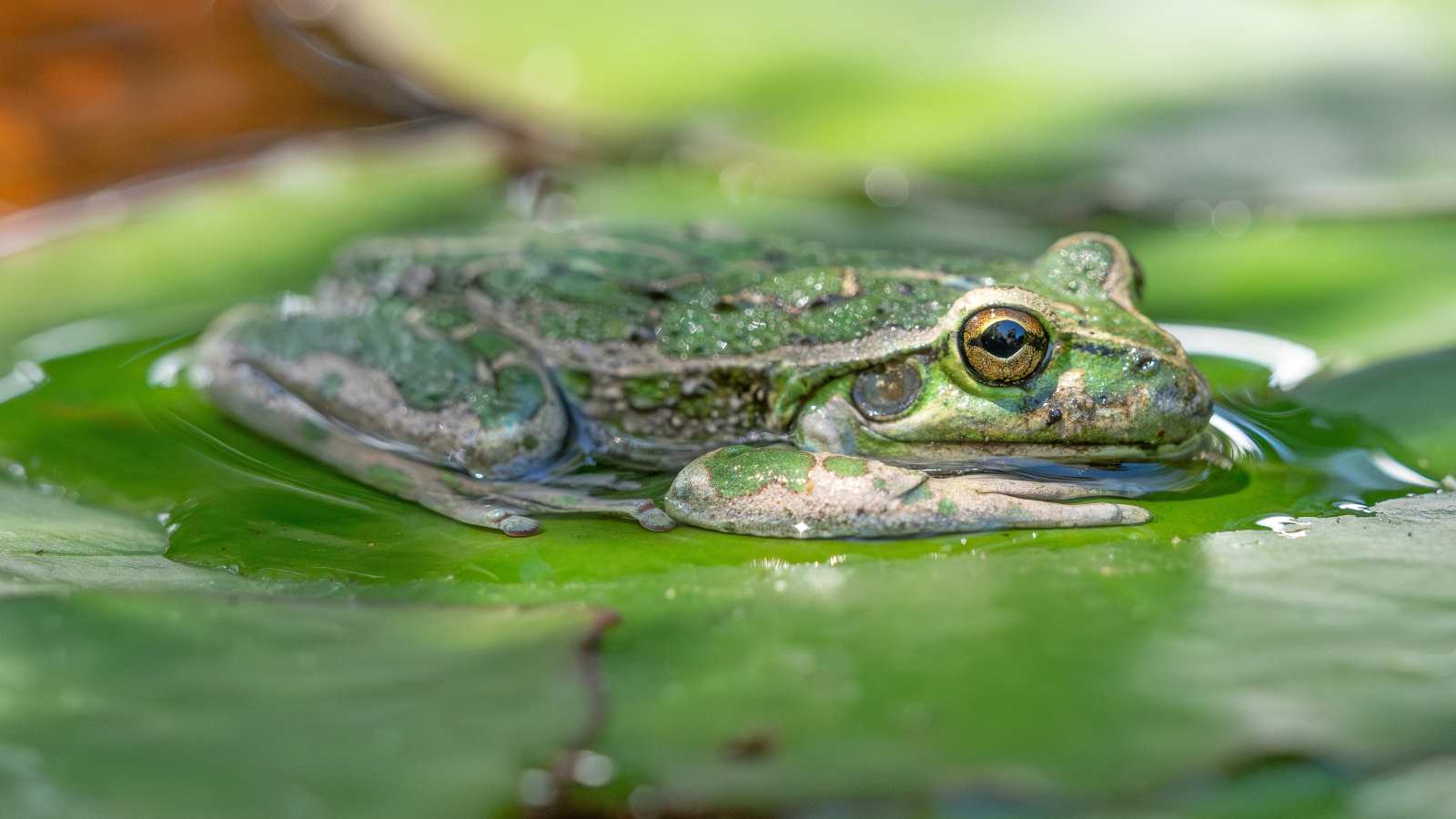 une grenouille