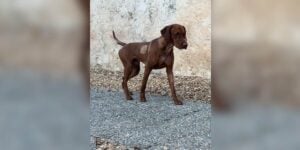 instinct chien de chasse