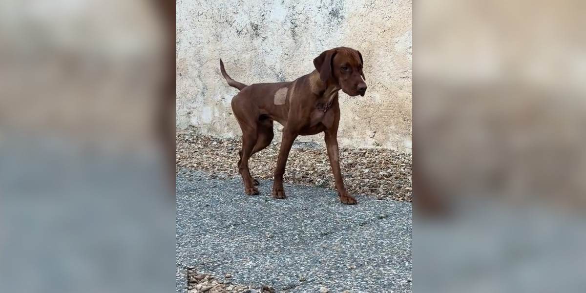 [Vidéo] L&rsquo;instinct du chien de chasse en images