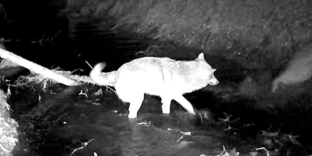 [Vidéo] Des loups attaquent un castor dans un cours d&rsquo;eau