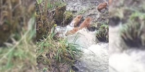 marcassins traverse eau