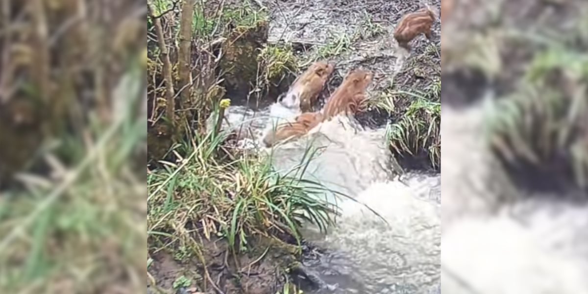 [Vidéo] Pour ces marcassins, un petit cours d&rsquo;eau devient un fleuve immense