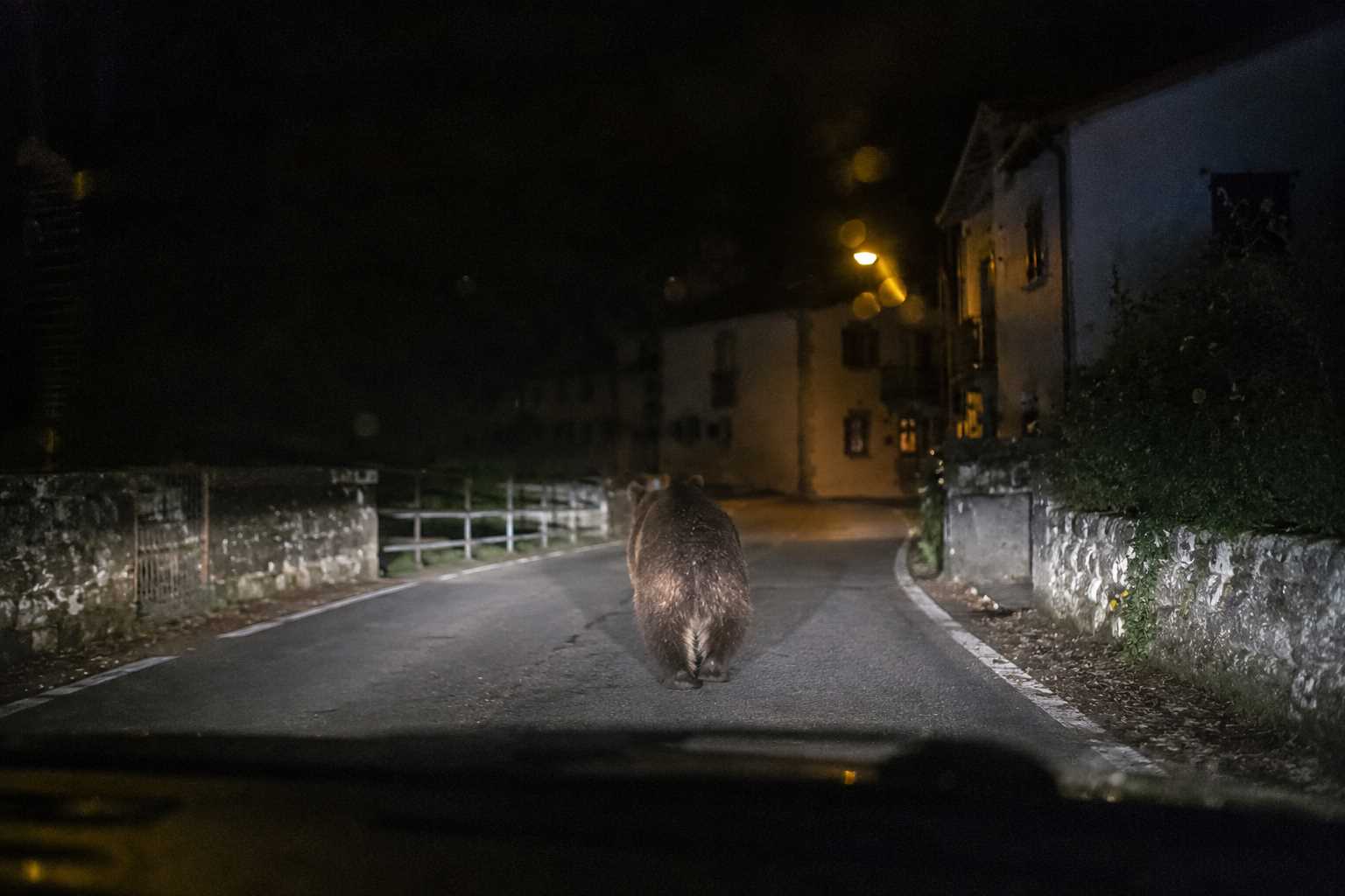 [Vidéo] Un ours filmé entrant dans un village dans les Pyrénées