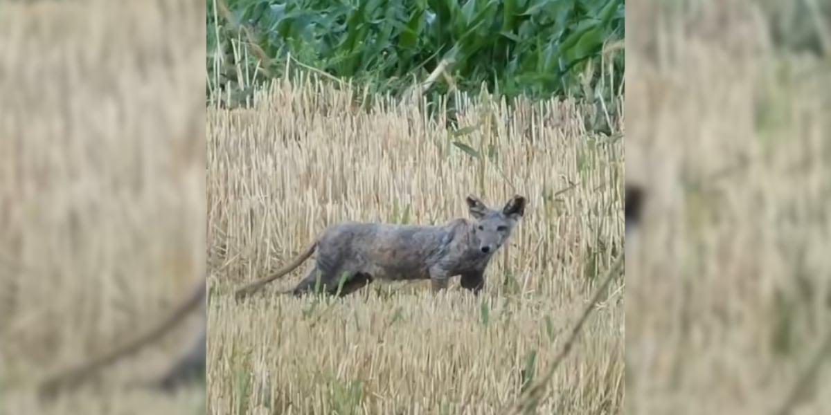 [Vidéo] Quel est donc cet animal étrange filmé dans la plaine?
