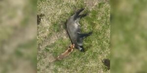 renard mange sanglier