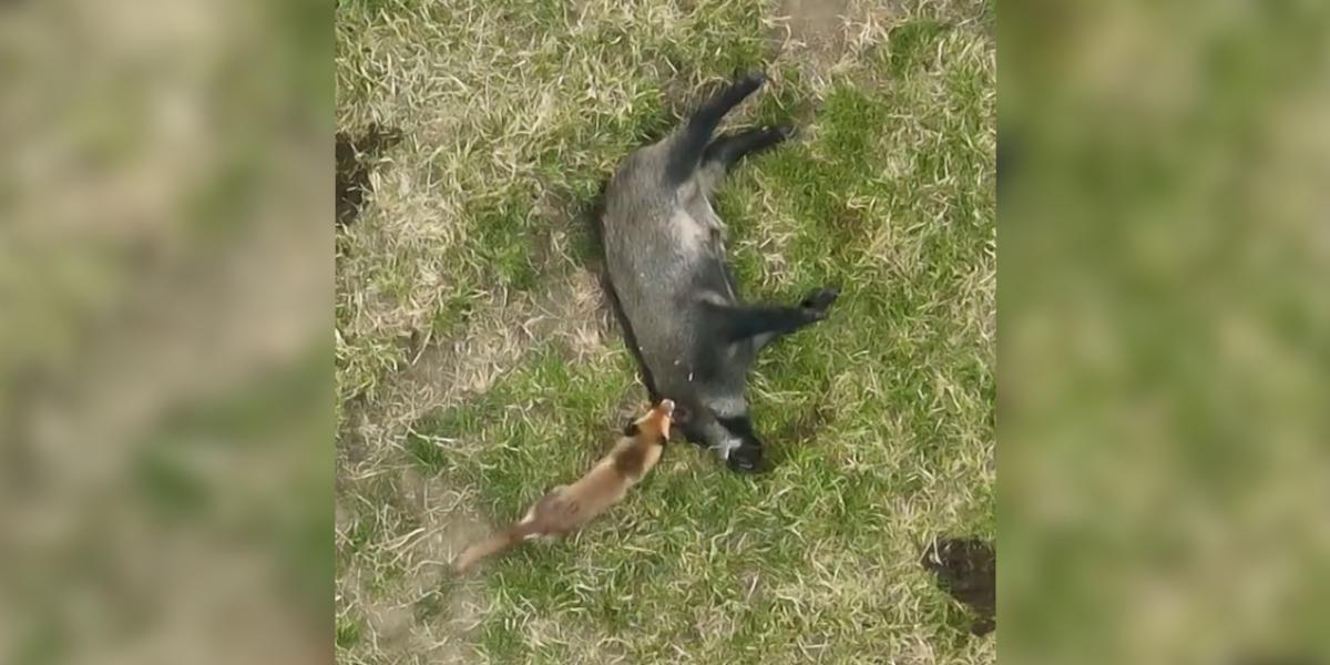 [Vidéo] Un renard joue les opportunistes après être tombé sur une carcasse de sanglier