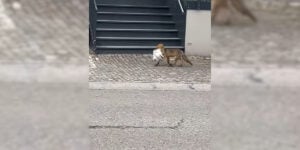 renard vs chat