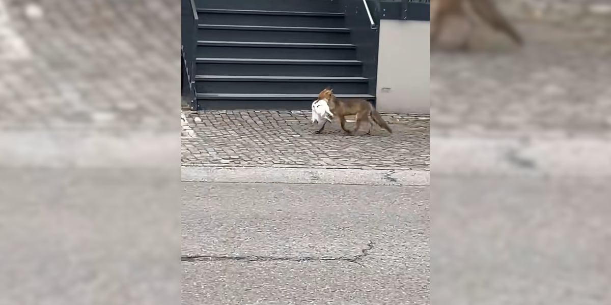 [Vidéo] Renards en ville : une vidéo qui rappelle la dure réalité de la cohabitation entre le monde sauvage et nos animaux