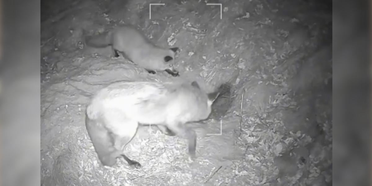 [Vidéo] Un blaireau attaqué par des renards défend son terrier