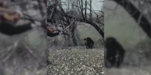 sanglier charge un chasseur