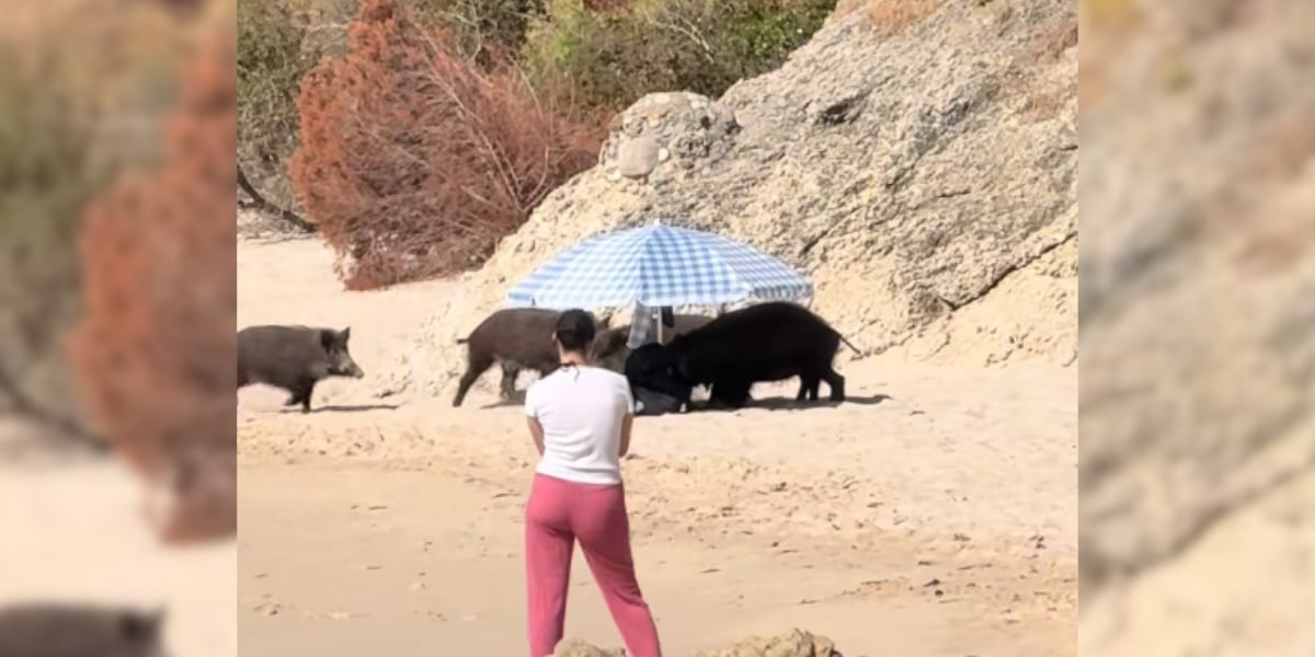 [Vidéo] Scène surréaliste à la plage : une compagnie de sangliers pille les sacs des vacanciers