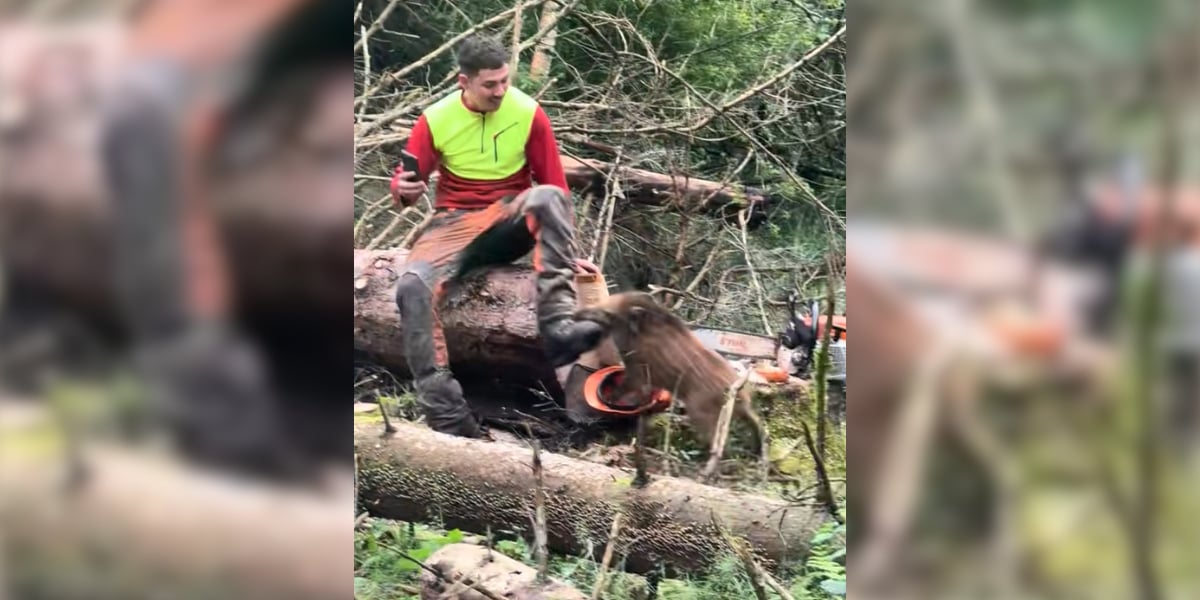 [Vidéo] Un sanglier attaque un bucheron en pleine forêt