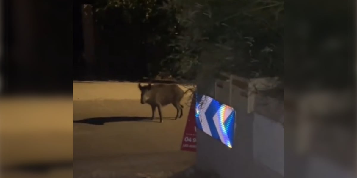 [Vidéo] Un sanglier charge un petit chien qui avait tenté de l&rsquo;impressionner dans la rue