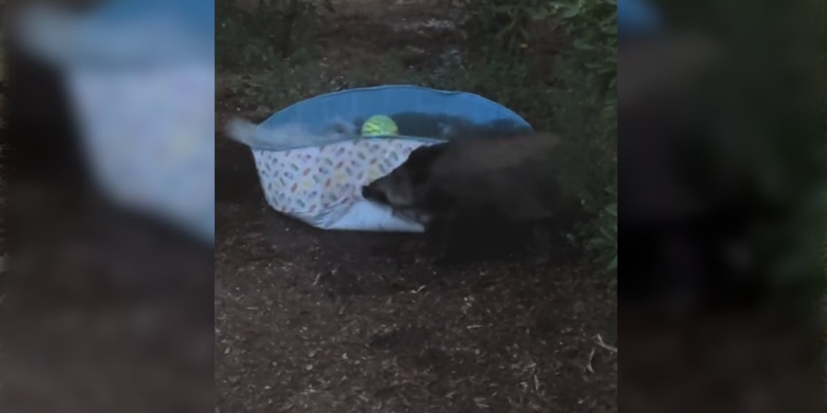 [Vidéo] Un sanglier fracasse une piscine durant la canicule