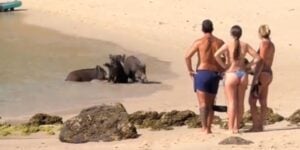 sangliers plage portugal-