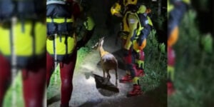 sauvetage brocard dans le doubs