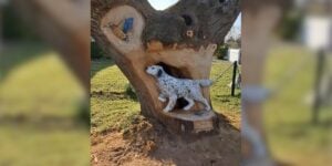 sculpture dans un arbre-