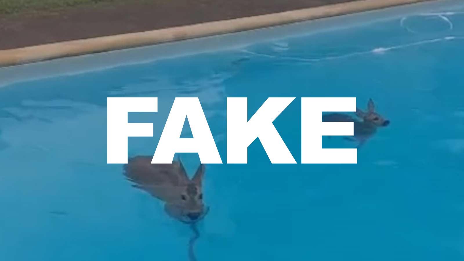 chevreuil piscine fake news