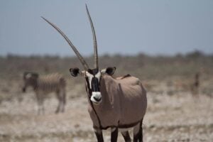Oryx