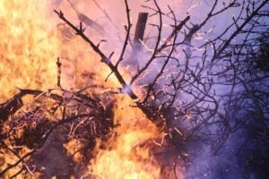 feu de foret